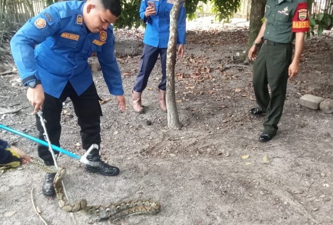Babinsa Dan Petugas Damkar Amankan Ular Piton Masuk Rumah Warga