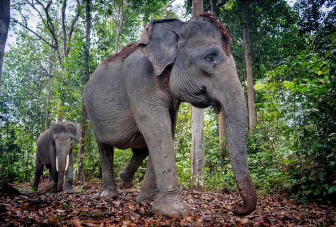Gajah dan Petani Kini Hidup Rukun, Agroforestri Ciptakan Harmonisasi